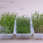 Semillas germinadas en Easygreen: cebolla, albahaca y zanahoria