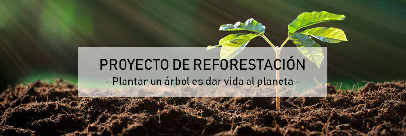 reforestacion
