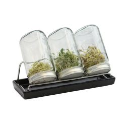 Germinador de 3 tarros - 1000 ml
