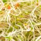 Mezcla de semillas de alfalfa y rúcula para germinar ecológicas - Germ'line