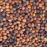 Mezcla de 4 variedades de semillas de rábano para germinar ecológicas - Germ'line