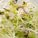 Mezcla de semillas de alfalfa, berro y col para germinar ecológicas - Germ'line