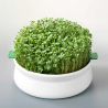 Germinador de plato 16 cm - Germ'line