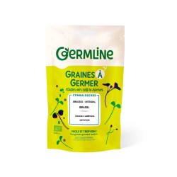 Semillas de girasol para germinar ecol  gicas