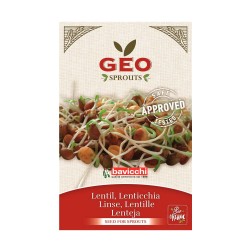 Semillas de lentejas para germinar ecológicas - Bavicchi GEO