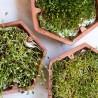 Germinador de barro, 3 bandejas - Bavicchi GEO