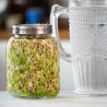 Germinador de 1 tarro con bandeja - 1000 ml