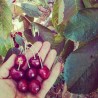 Mermelada de cerezas ecológica - Contigo