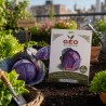 Semillas de col lombarda ecológicas, 3 g - Bavicchi GEO