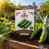 Semillas de pepino Marketmore ecológicas, 2 g - Bavicchi GEO