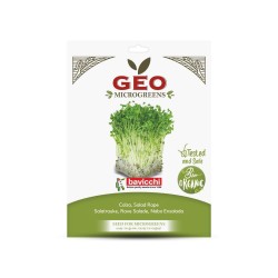 Semillas de nabo para microgreens ecológicas, 50 g - Bavicchi GEO