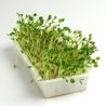 Semillas de trébol rojo para germinar, ecológicas
