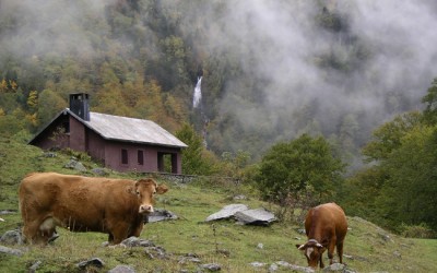 Vacas en los Pirineos