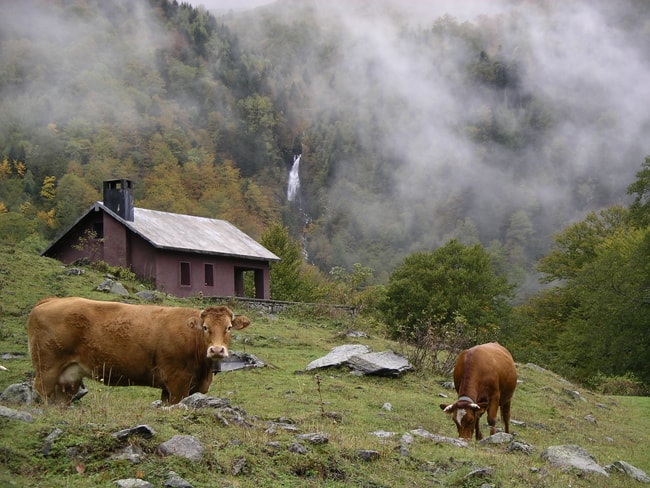 Vacas en los Pirineos
