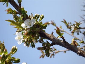 Flores de cerezo