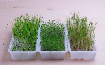 Easygreen, el germinador por excelencia