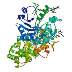 Estructura de una enzima - Enzimas