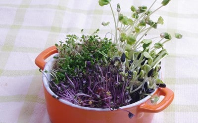 Germinados, la fuerza de la vida