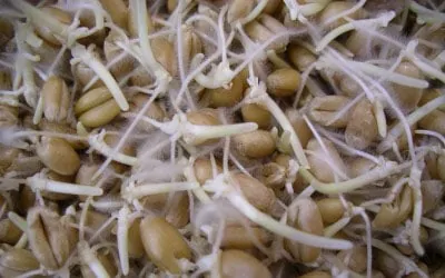 Errores comunes al germinar semillas