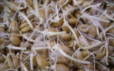 Plato germinador de semillas mucilaginosas Germline