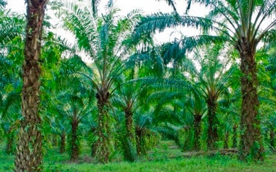 Palmeras de las que se obtiene el aceite de palma