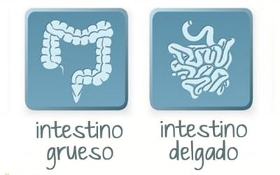 Importancia de la salud intestinal