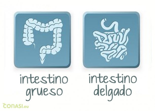 Intestinos