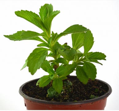 Planta de stevia rebaudiana