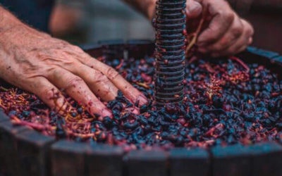 Qué es un vino natural. Tipos de vinos