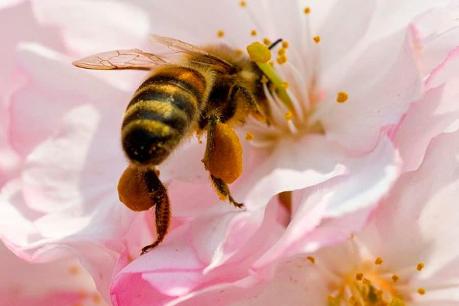 abeja-nectar