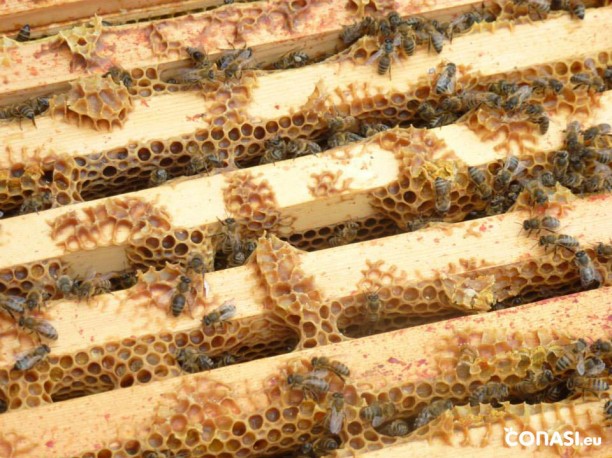 ¿Por qué es tan importante que salvemos a las abejas?