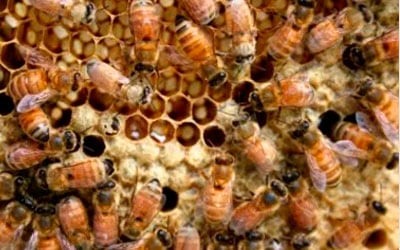 La importancia de abejas el ¡Salvémoslas!