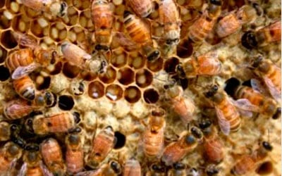 Abejas y ecosistema