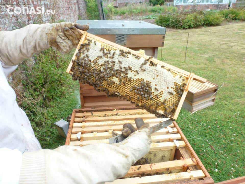 La importancia de abejas el ¡Salvémoslas!