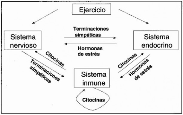 Cómo influye el deporte en nuestro sistema endocrino, nervioso e inmune