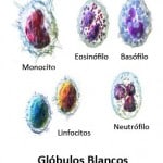 Tipos de glóbulos blancos