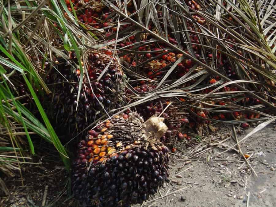 Fruto de la palma de donde se extrae el aceite