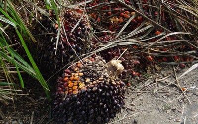 Una levadura como sorprendente alternativa al aceite de palma