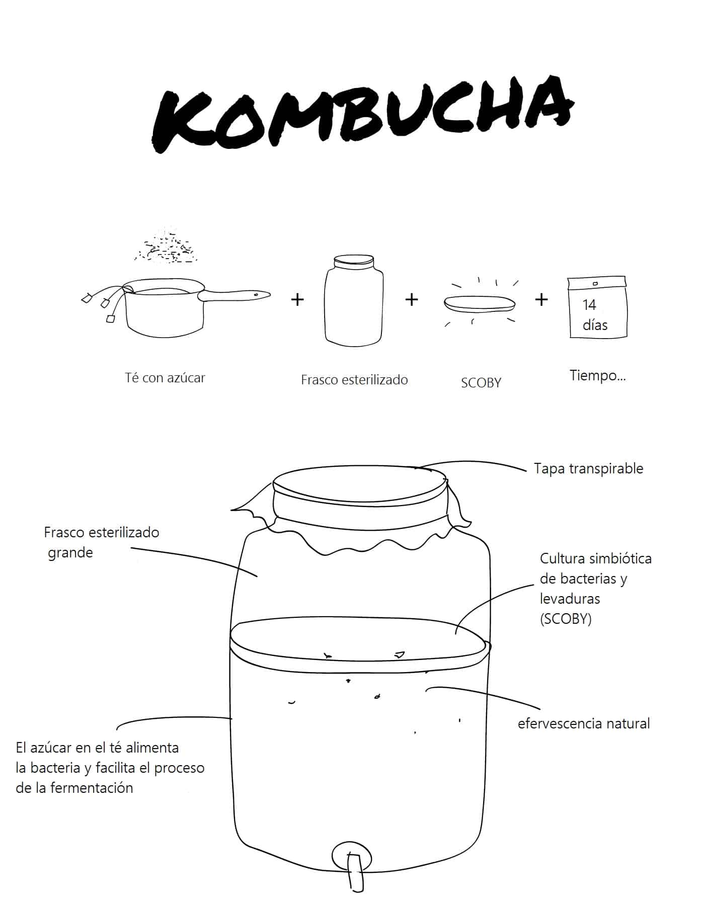 Kombucha: cómo se prepara (primera parte)