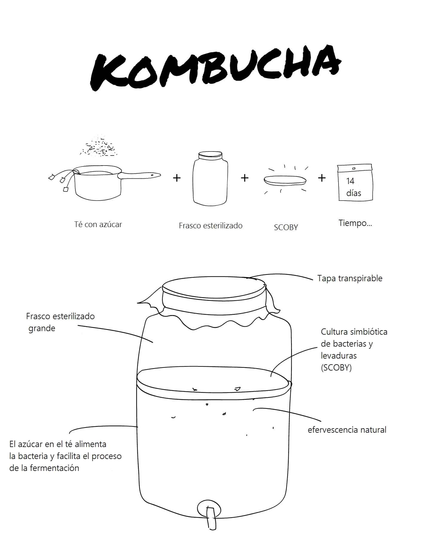 Descubrir 71+ imagen kombucha receta pdf