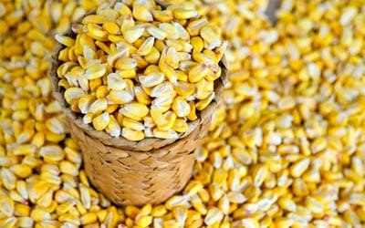 ¿Qué cereales no contienen gluten? - Maíz