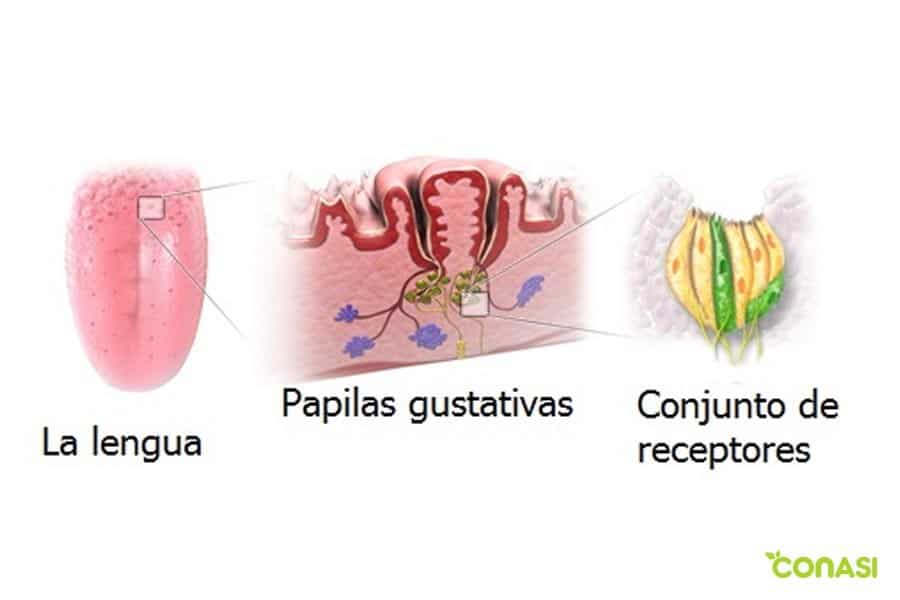 para gustos colores