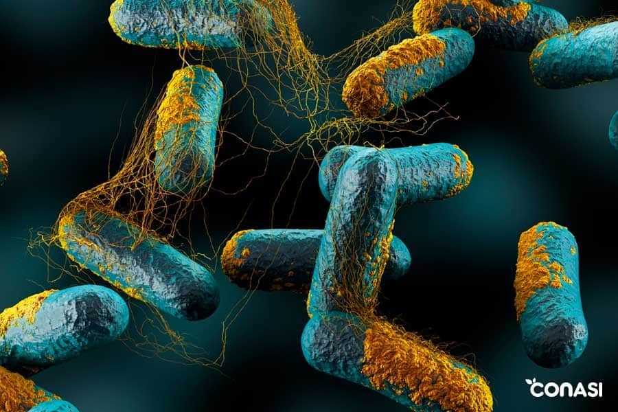 botulismo bacterias