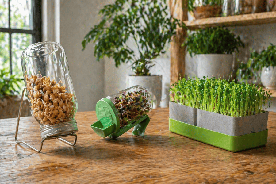 brotes, germinados, microgreens brotes, germinados, microgreens