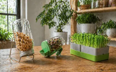 Germinados, brotes y microgreens ¿son lo mismo?