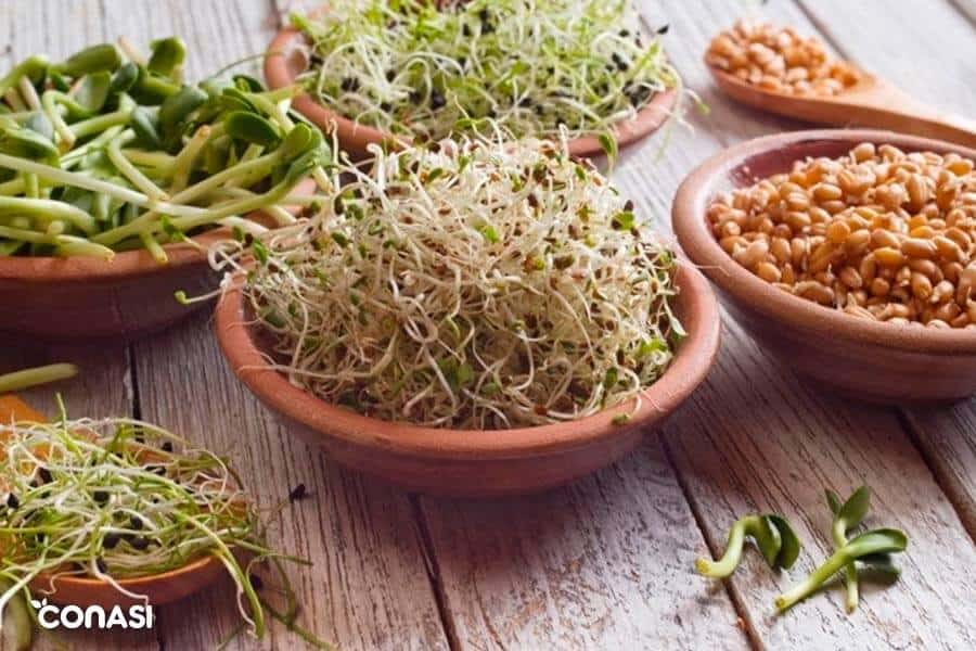 Brotes, germinados y microgreens: pequeños vegetales concentrados