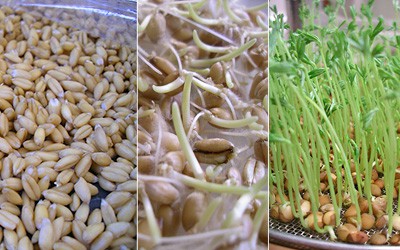 Germinados, brotes y microgreens ¿son lo mismo?