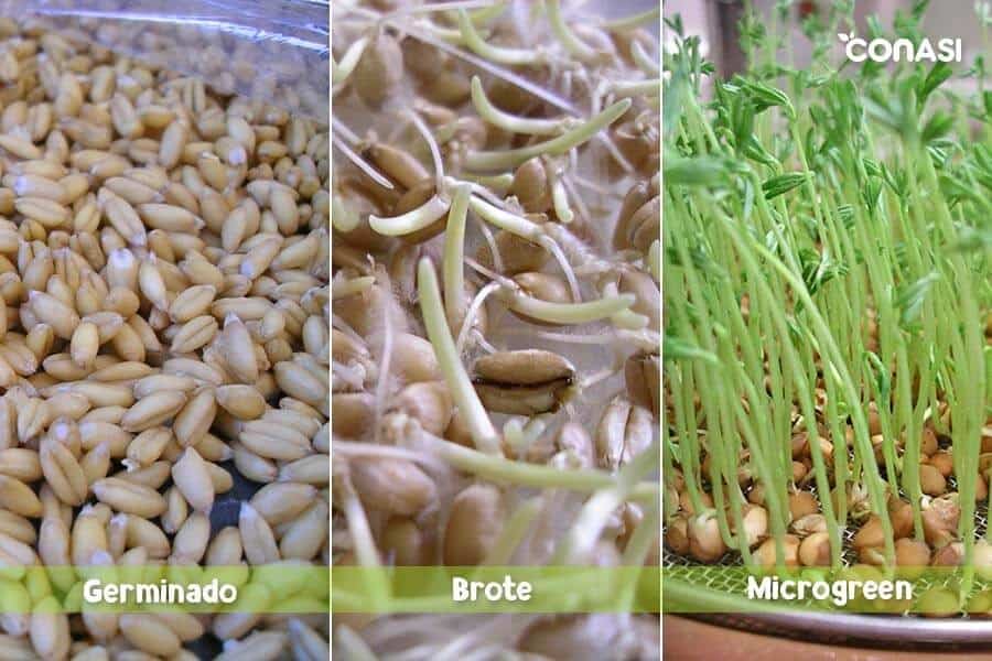 microgreen