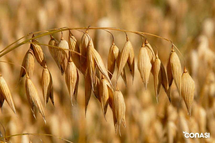 La avena tiene gluten