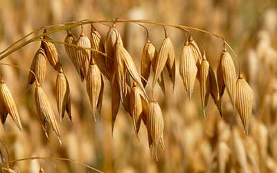 ¿La avena tiene gluten?